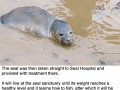 30 cows saved a baby seal