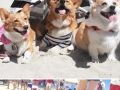 800 corgis at the beach