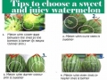 How to pick a watermelon