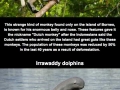 Rare & unknown animals