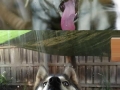 Lick lick lick lick