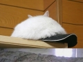 Hide and seek