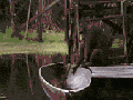 Orangutan steals boat