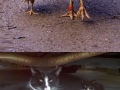 Animals & their minis