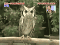 Owl transformation