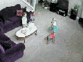 Overly protective cat