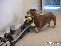 Owner is a lazy genius