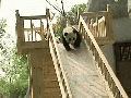 Panda slide