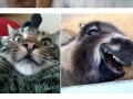 Animals posing for selfies