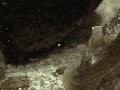 Cone Snail