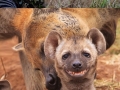 Happiest animals
