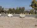 Parkour dog
