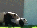 Panda play