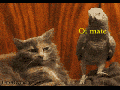 Parrot bully picks on cat