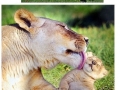 Lion King in real life