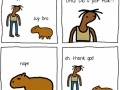 Hi Capybara