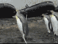 Penguins vs the rope