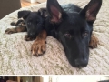 Dogs with their mini-mes