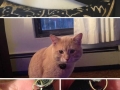 Hilarious pet collar tags
