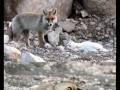 Best friends forever