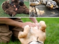 Animals enjoying belly rubs