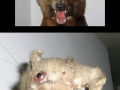 Taxidermy fails