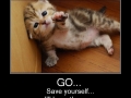 Good cat