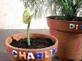 Plant cannibalism