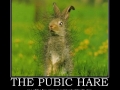 The Pubic Hare