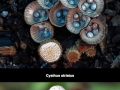 Mystical world of mushrooms