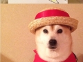 Adorable Shiba cosplays