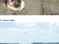 Pugs in the summer