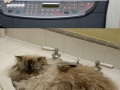Sleeping like a boss