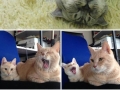 Cats with their mini-mes