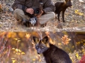 Rare silver fox