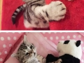 Saddest cat on the internet
