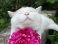 The smiliest cats