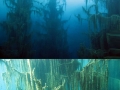 Sunken forest of Lake Kaindy