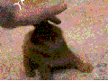 Meow...