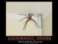 Spiders