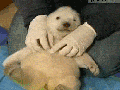Polar bear being tickled