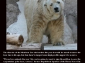 Sad polar bear