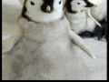 Being a penguin