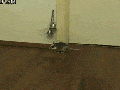 Polite mouse