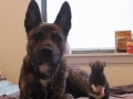 Therapy dog and his rat bff