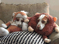 Dress-up with dogs