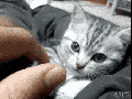 Playing kitten falls asleep