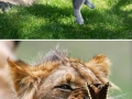 Animal & butterfly pairs