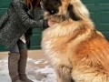 Biggest dogs in the world