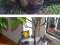 Cats in plant pots